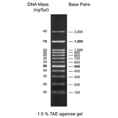 [Biotechrabbit] 100 bp DNA Ladder, ready to use