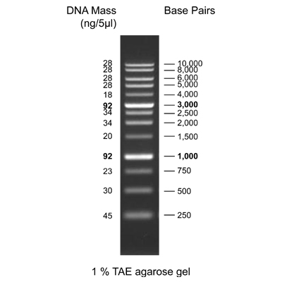 [Biotechrabbit] 1 kb DNA Ladder, ready to use