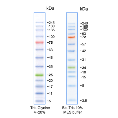 [Biotechrabbit] TriColor Broad Protein Ladder (3.5-245 kDa)