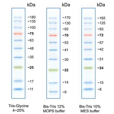 [Biotechrabbit] TriColor Protein Ladder (10-180 kDa)