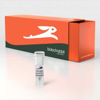 [Biotechrabbit] Heat Labile Uracil-DNA Glycosylase, 1 U/µl