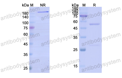 [Antibodysystem] Research Grade Bimekizumab