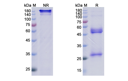 [Proteogenix] Lenzilumab Biosimilar – Anti-CSF2 mAb – Research Grade