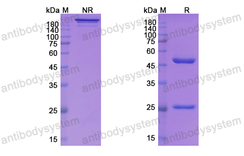 [Antibodysystem] Research Grade Vunakizumab