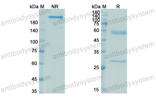 [Antibodysystem] Research Grade Netakimab