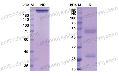 [Antibodysystem] Research Grade Perakizumab