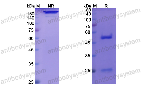 [Antibodysystem] Research Grade Afasevikumab