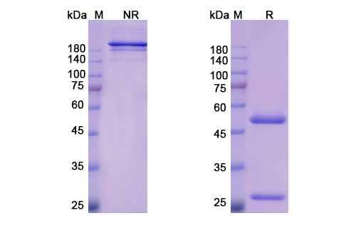 [Proteogenix] Bemarituzumab Biosimilar – Anti-FGFR2 mAb – Research Grade