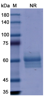 [Proteogenix] Dulaglutide Biosimilar – Anti-Glucagon-like peptide-1 receptor agonist mAb – Research Grade