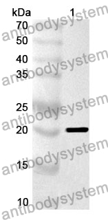 [Antibodysystem] Anti-IFNA4 Polyclonal Antibody