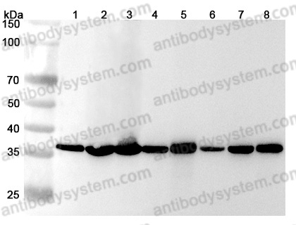 [Antibodysystem] Anti-Human GAPDH Polyclonal Antibody