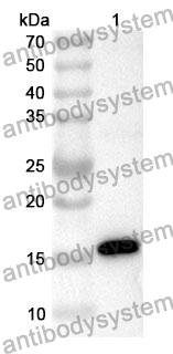 [Antibodysystem] Anti-CD47 Polyclonal Antibody