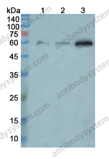 [Antibodysystem] Anti-CD147/BSG Polyclonal Antibody