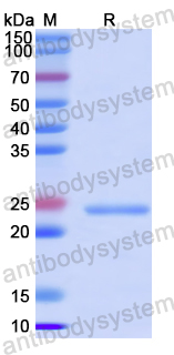 [Antibodysystem] Recombinant SARS-CoV-2 ORF8/ns8 Protein, N-His-SUMO