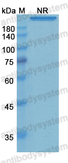 [Antibodysystem] Research Grade Remtolumab