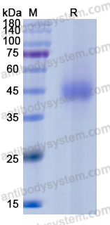 [Antibodysystem] Recombinant SARS-CoV-2 RBD Protein, C-His