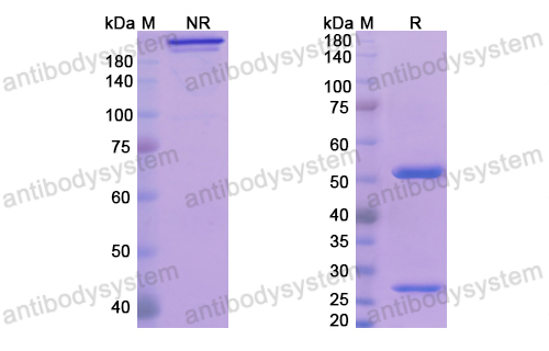 [Antibodysystem] Research Grade Fletikumab