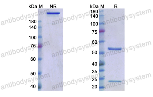 [Antibodysystem] Research Grade anti-RGMA/RGM(H116A3) antibody