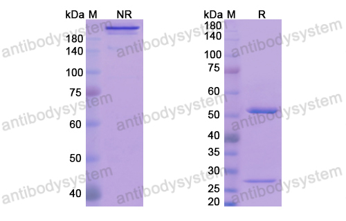 [Antibodysystem] Research Grade Avizakimab