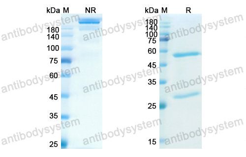 [Antibodysystem] Research Grade Brazikumab