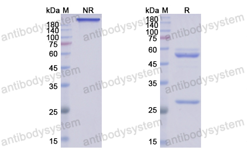 [Antibodysystem] Research Grade Mirikizumab