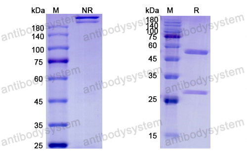 [Antibodysystem] Research Grade Etokimab