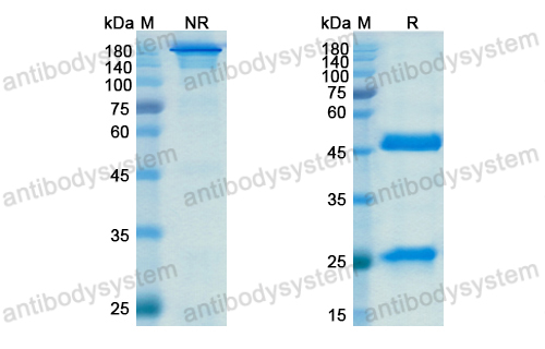 [Antibodysystem] Research Grade Itepekimab