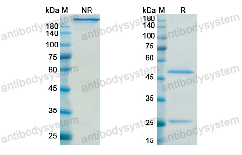 [Antibodysystem] Research Grade Sifalimumab