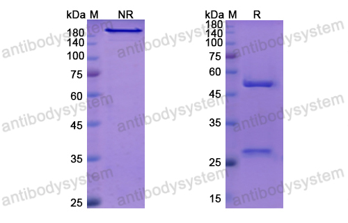 [Antibodysystem] Research Grade Faralimomab