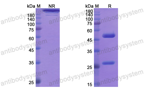 [Antibodysystem] Research Grade Rontalizumab