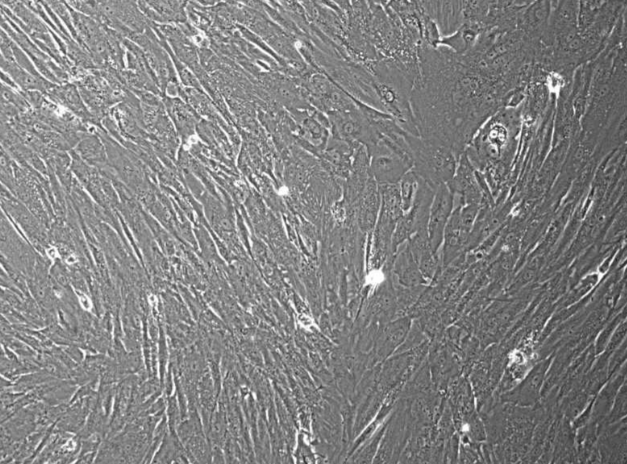 [Vitro Biopharma]  Human Placenta Derived Mesenchymal Stem Cells (MSCs): 500,000 Cells