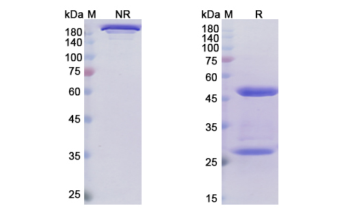 [Proteogenix] Narsoplimab Biosimilar – Anti-MASP2 mAb – Research Grade