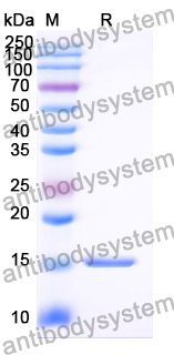 [Antibodysystem] Anti-Vibrio cholerae ctxB/Cholera Toxin Subunit B Nanobody (A9)