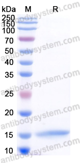 [Antibodysystem] Recombinant Dog IL4 Protein, C-His