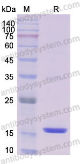 [Antibodysystem] Recombinant Dog TNFa/TNF-alpha Protein, N-His