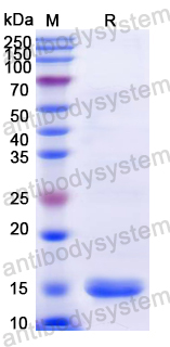 [Antibodysystem] Recombinant Dog IL4 Protein, N-His