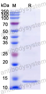 [Antibodysystem] Recombinant Dog IL4 Protein, C-His