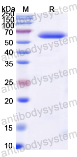 [Antibodysystem] Recombinant Dog IFNA1/2 Protein, N-His-MBP