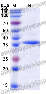 [Antibodysystem] Recombinant Dog IFNA3/IFN-alpha-3 Protein, N-Trx-His