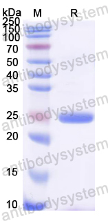 [Antibodysystem] Recombinant Rat FGF15 Protein, N-His