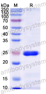 [Antibodysystem] Recombinant Mouse FGF15 Protein, N-His