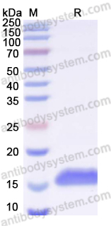 [Antibodysystem] Recombinant Human FGF23 Protein, N-His