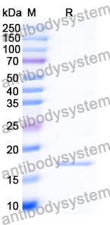 [Antibodysystem] Recombinant Human BDNF Protein, N-His