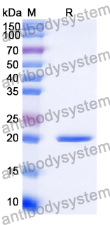 [Antibodysystem] Recombinant Human FGF16 Protein, None