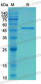 [Antibodysystem] Recombinant Mouse IL18 Protein, C-Fc