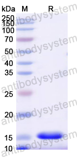 [Antibodysystem] Recombinant Mouse BDNF Protein, N-His