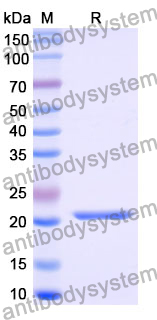 [Antibodysystem] Recombinant Mouse CCL22 Protein, N-His-SUMO