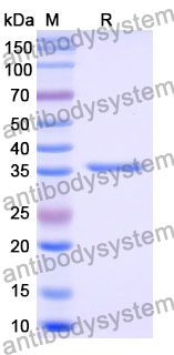 [Antibodysystem] Recombinant Mouse CCL24/Eotaxin-2/MPIF-2 Protein, N-GST & C-His