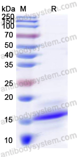 [Antibodysystem] Recombinant Mouse FGF23 Protein, N-His