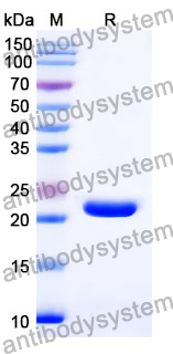 [Antibodysystem] Recombinant Mouse CXCL17/DMC/VCC1 Protein, N-His-SUMO